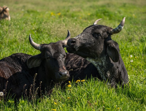 ТМ Mother. Живіть з любов’ю
